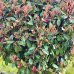 Červienka Fraserova (Photinia × fraseri) ´RED ROBIN´ - výška 150-200 cm, kont. C90L- viackmenný